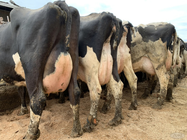 (36) Milking Holstein Dairy Cows